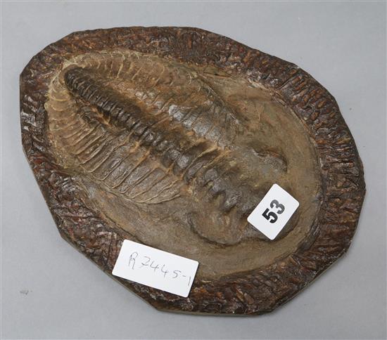 A fossil Trilobite length 26cm